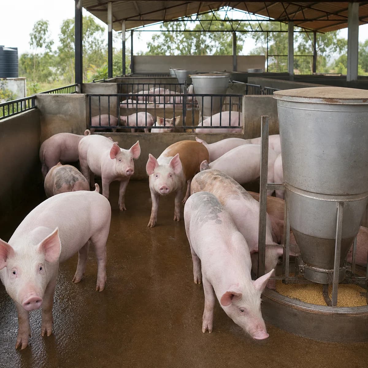 Small Piggery Business Plan for Kenya